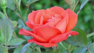 Help Me - Joni Mitchell (with lyrics)