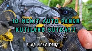 Download lagu suara pikat kutilang sutra paling ampuh - CUCAK KURINCANG mp3 Download lagu suara pikat kutilang sutra paling ampuh - CUCAK KURINCANG mp3