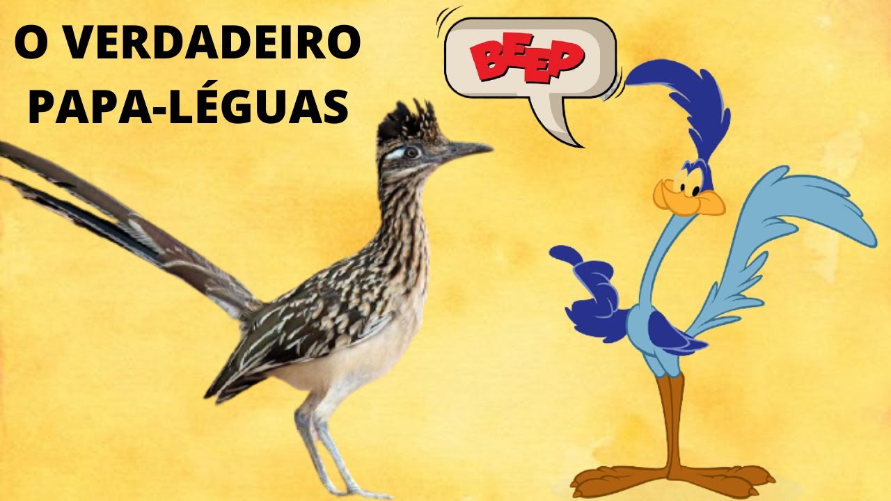PAPA-LÉGUAS! ESSA AVE EXISTE DE VERDADE OU SOMENTE NO DESENHO?