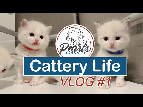 Setting Up New Kitten Area | CATTERY LIFE VLOG #1
