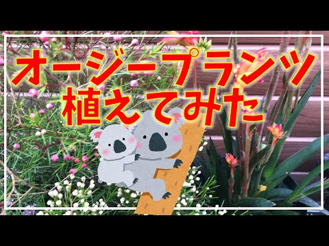 ジェラルトン ワックス フラワー、ワックス、Chamelaucium uncinatum