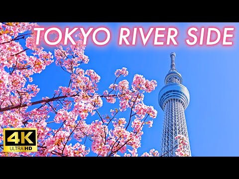 【4K Japan Sakura 2024】Early blooming cherry blossoms near Tokyo Skytree and along the river in Tokyo