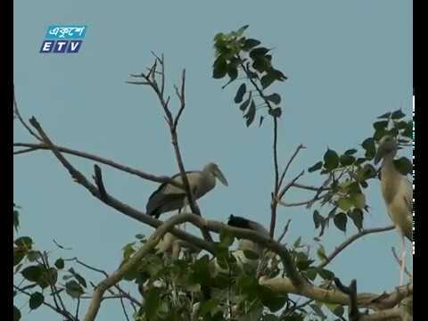 আবাসস্থলের অভাবে বিলুপ্ত হচ্ছে পাখি