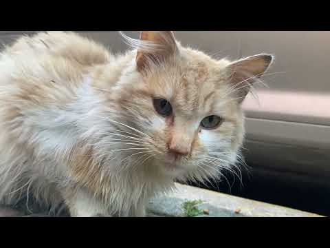 Cute and Hungry Cats Fighted for Food - Cute Cats video | YUFUS