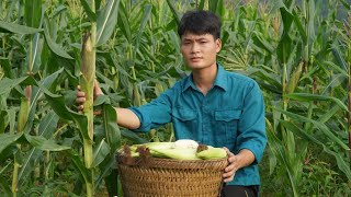 Harvest corn, Going to the market to sell, Buil a dog house, Forest life