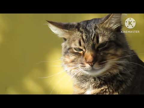 cat video