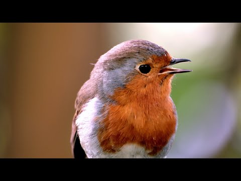 European Robin singing his spring & summer song - UHD 4K