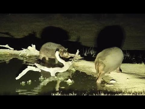 Djuma: Second Hippo comes to pan - 22:01 - 06/28/19