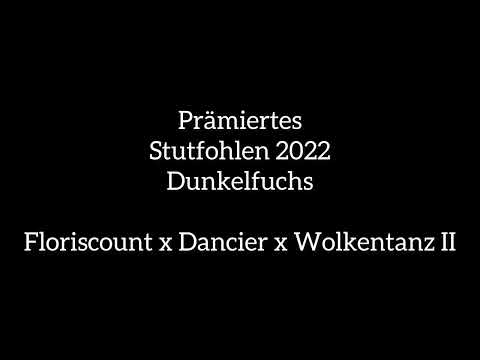 2022 Stute - Dame Fleur - von Floriscount a.d. De Chocolate (Dancier)