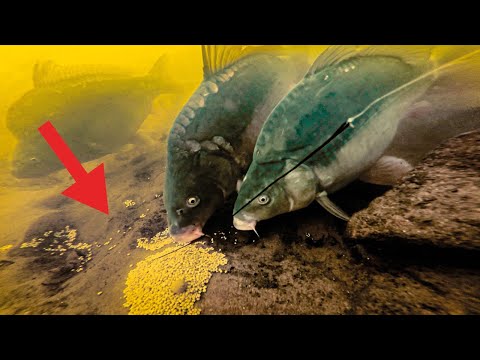 Die beste METHODE zum Karpfen Angeln 🤯 Unterwasser Livebiss