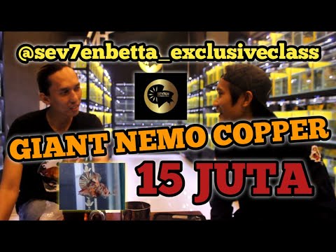 GIANT NEMO COPPER 15JT @sev7enbetta_exclusiveclass