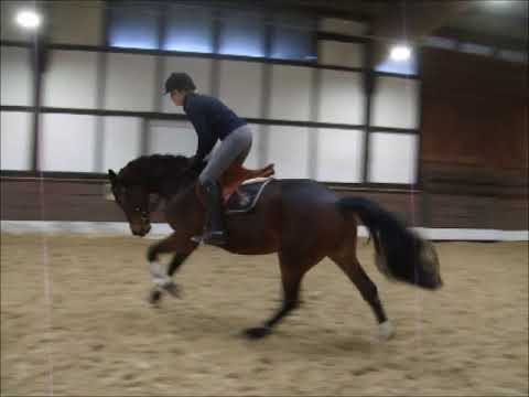 CADANA 6j. v. Cadanos - Contendro VB 15.000,- Euro