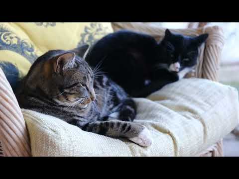 Baby Cat-cute and funny cats videoCompilation #66 AWV Animal