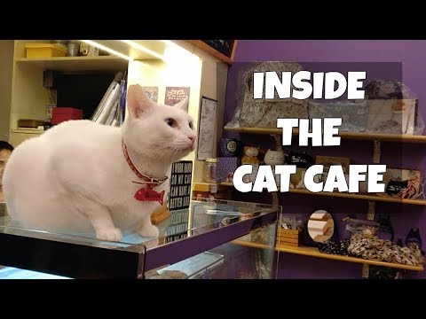 Let's visit Cat Cafe Manila