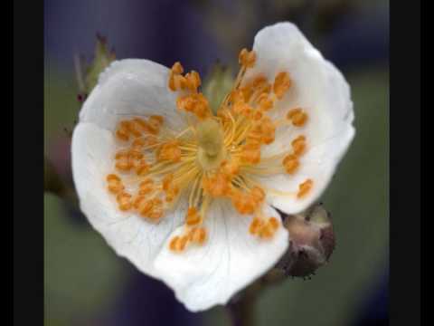 Thumbnail for Your Love Is Reaching Me video