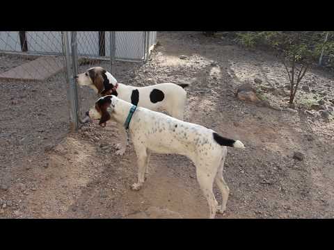 Noel, an adopted Coonhound in Tucson, AZ_image-1