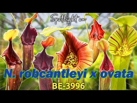 N. robcantleyi x ovata – BE-3996 | Hybrid Carnivorous Plant Spotlight