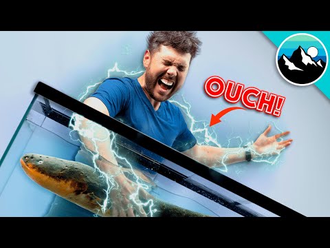 Electric Eel Shocks Me Again… AND AGAIN!