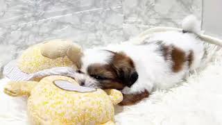 シーズーの動画01