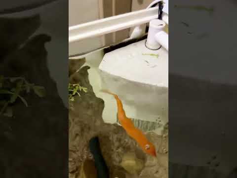 濾過給餌動物:特徴と例