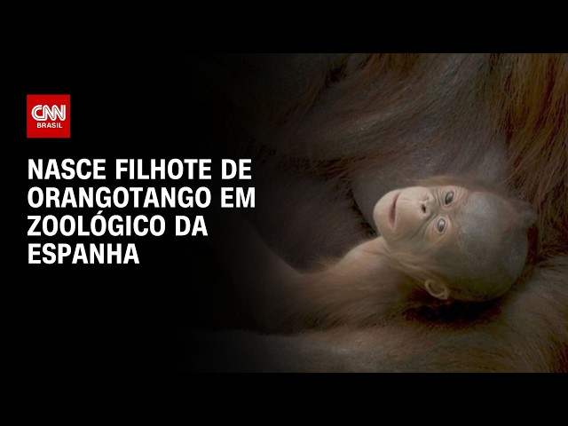 Novo filhote de orangotango nasce em zoológico da Espanha | CNN BRASIL