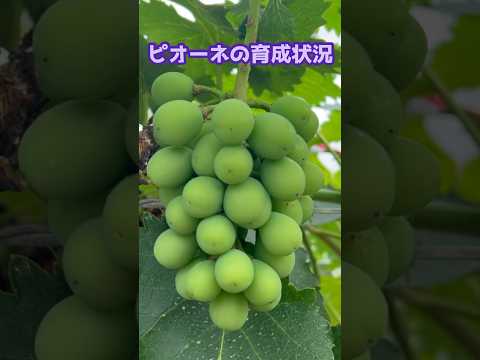 より高い樹立率を得るには、いつ、どのようにブドウを植えるべきでしょうか?  庭園