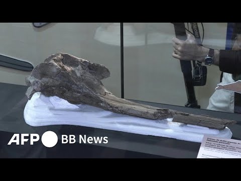 森林の動物たち: アマゾン、熱帯、ペルー、宣教師 -