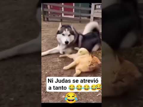 POBRE GATITO😅 #humor #viralshort #risas #entertainment