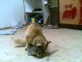 Kucing Ngewek