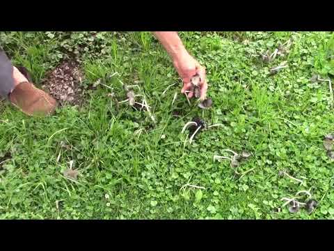 Mushrooms Killing My House Plants?  Killer Mushrooms?