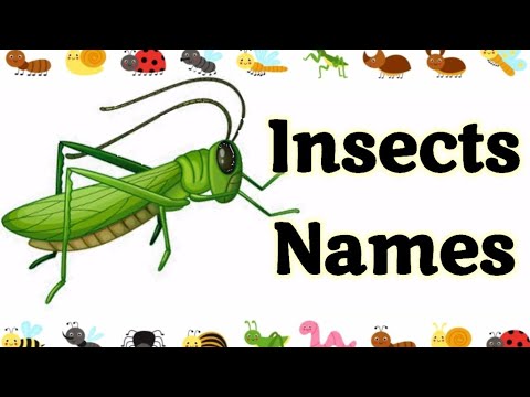 Insects name | Insects | Insects for kids | Insects name in English |  Names of insects | #insects