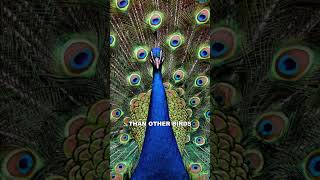 Peacock | Nature's Beauty Pageant