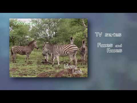 FaunaView :Krugerpark - Zebra Encounters