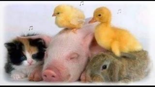 ♫ Beethoven and Wholesome Baby Animals to Boost Your Baby's Brain! ♫