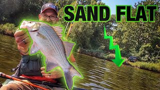 We Found a MASSIVE School of WHITE BASS!