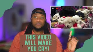 DOG BREEDER REACTS TO HOW THEY SELL PUPPIES IN CHINA | This is a must watch!!!