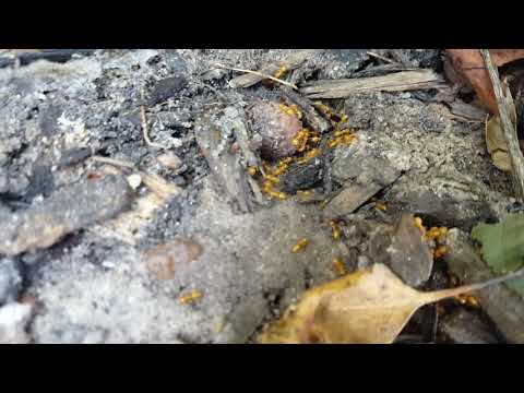 Citronella Ants Hide in Ocean Township, NJ