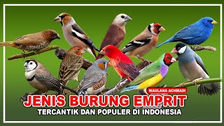 Download lagu JENIS BURUNG EMPRIT YANG POPULER DI INDONESIA | BURUNG FICNH mp3