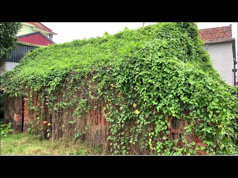 I cleaned up the old abandoned house, weeds covered the roof - Perfect transformation