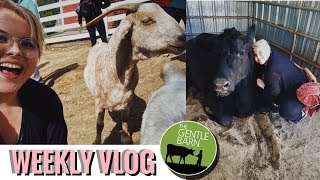I Cuddled With A Cow! | Weight Loss Journey