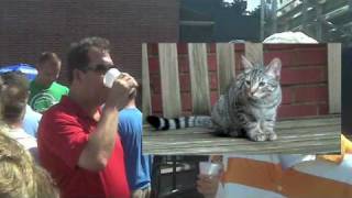 Johnny B Brandmeier - Gino Pussy Cat Weenies