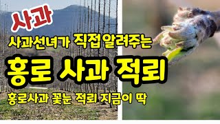 홍로 사과 적뢰 하는방법  적뢰하는시기 꽃눈따는법 [사과재배방법]