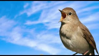 LOS RUISEÑORES CANTANDO  -  MANOLO ESCOBAR