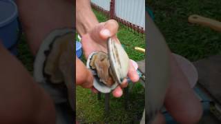 Ракушка песчанка как приготовить
