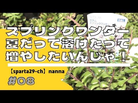 スプリングスパー 植物