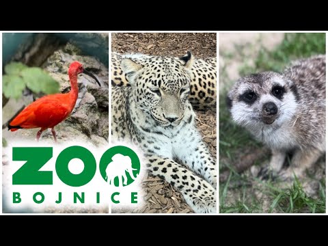 Ťava dvojhrbá (Camelus bactrianus) — chov, ustajnenie a úžitkovosť