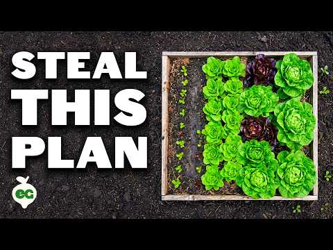 Exactly How Much To Plant for a Family of 4