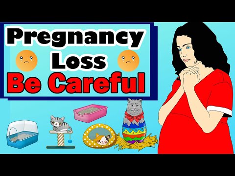 Are Cats a Threat to Pregnancy In Humans? || Vet Furqan Younas