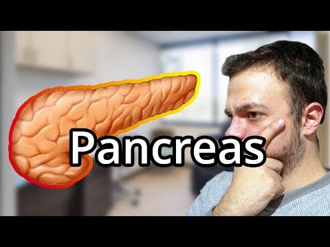 Il "PANCREAS" forse non crea davvero tutto, però... - Spiegazione