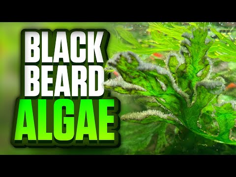How I Permanently Got Rid Of The Black Beard Algae In My Aquarium!